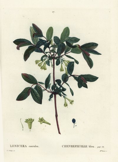Camerisier bleu (Lonicera caerulea) - Pierre Joseph Redouté