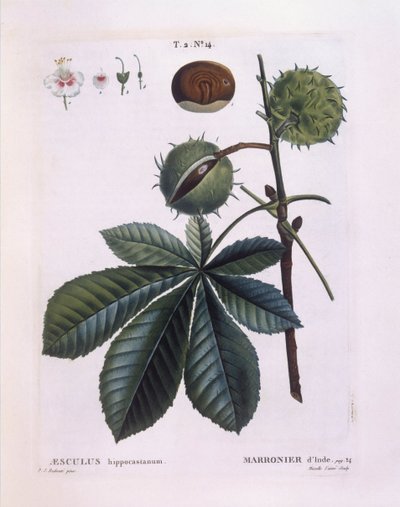 Marronnier d