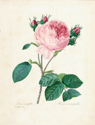 Rose à cent feuilles, de 