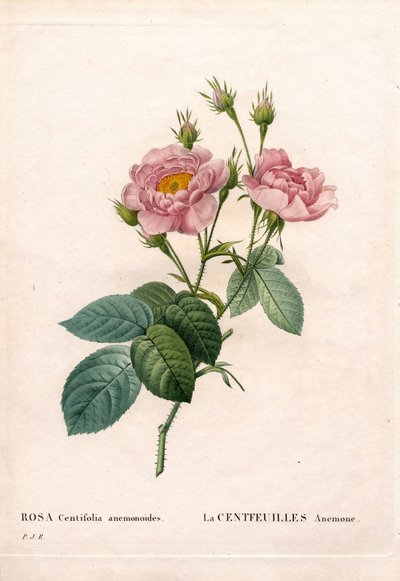 Rose Anémone à cent pétales, Rosa centifolia variété, La Centfeuilles Anémone. Gravure au pointillé colorée à la main de Pierre Joseph Redouté « Les Roses », Paris - Pierre Joseph Redouté