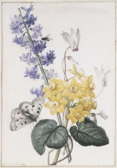 Jacinthe, cyclamen et narcisses - Pierre Joseph Redouté