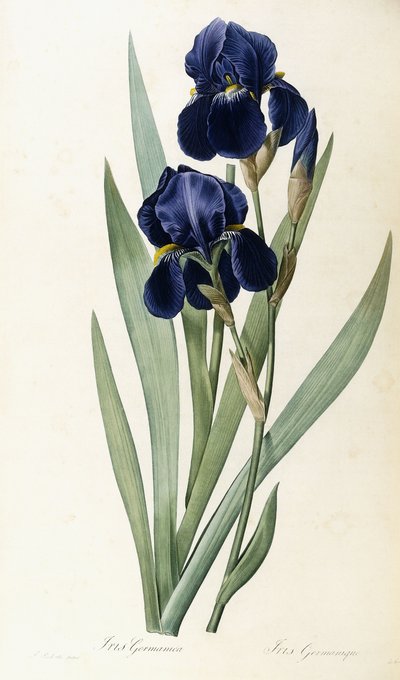 Iris germanica - Pierre Joseph Redouté