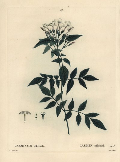 Jasmin, Jasminum officinale. Gravure en stipple colorée à la main par Moret d