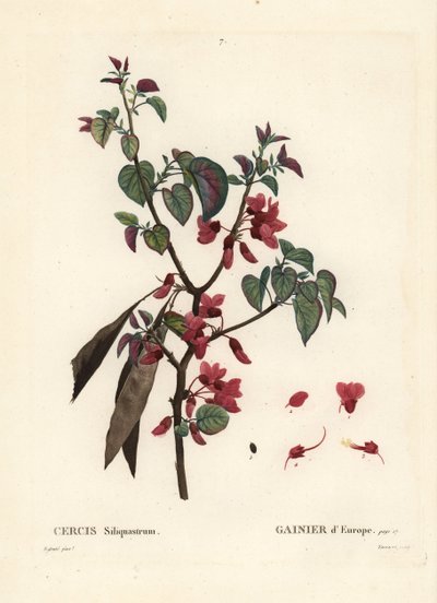 Arbre de Judée, Cercis siliquastrum. Gravure en stipple colorée à la main par Tassaert d