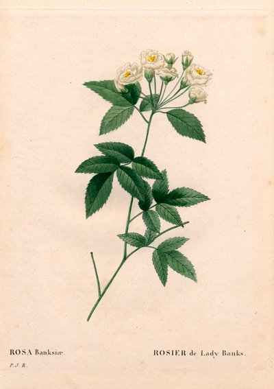 Rose Lady Banks, Rosa banksiae var. alba-plena - Pierre Joseph Redouté