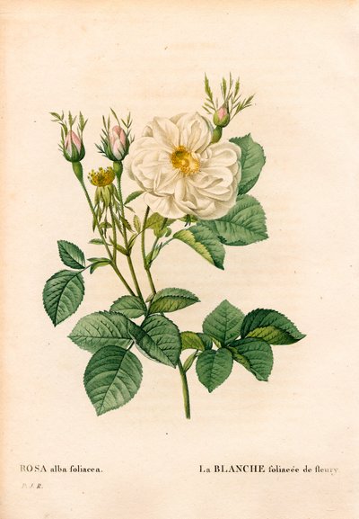 Rose blanche feuillue de Fleury, Rosa alba variété, la blanche feuillue de Fleury. Gravure en taille-douce coloriée à la main de Pierre Joseph Redouté « Les Roses », Paris - Pierre Joseph Redouté