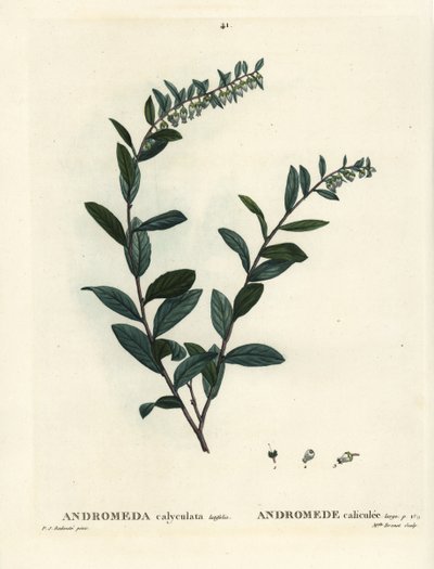 Chamaedaphne calyculata. Gravure en manière de crayon coloriée à la main par Miss Brenet d