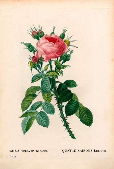 Rose des Quatre Saisons de Lelieur, La Quatre Saisons Lelieur, Rosa damascena var. bifera. Gravure en taille-douce coloriée à la main de Pierre Joseph Redouté « Les Roses », Paris - Pierre Joseph Redouté