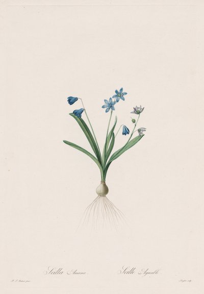 Les Liliacées: Scilla amaena - Pierre Joseph Redouté
