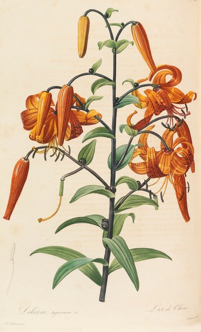 Les liliacées - Pierre Joseph Redouté