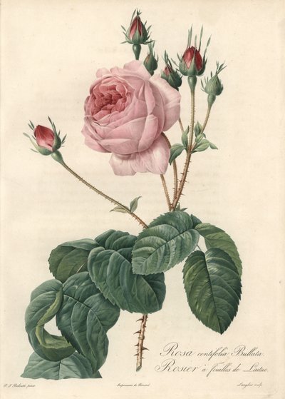 Rose feuille de laitue - Eau-forte de Langlois, d