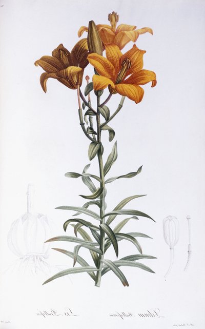 Lilium Bulbiferum - Pierre Joseph Redouté