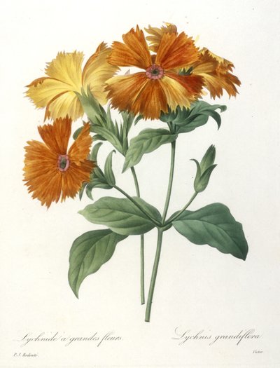 Lychnide à grandes fleurs, Lychnus grandiflora, du Choix Des Plus Belles Fleurs et des Plus Beaux Fruits, 1827 - Pierre Joseph Redouté