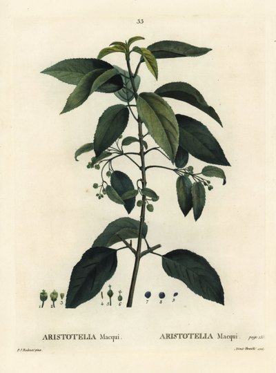 Maqui ou baie de vin chilienne, Aristotelia chilensis (Aristotelia macqui). Gravure en stipple colorée à la main par Aimée d