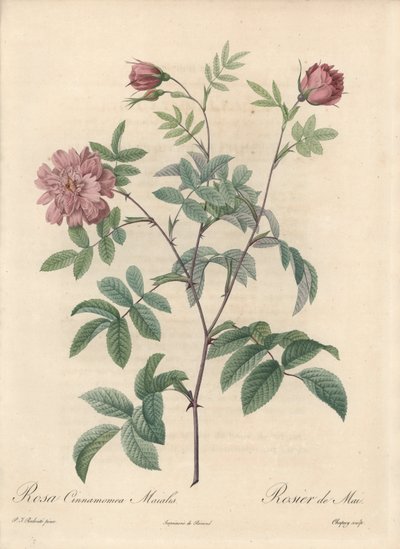 Rose de mai ou rose cannelle - Eau-forte de Chapuy, d