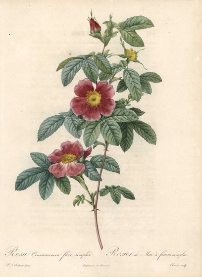 Rose de mai ou rose cannelle une fleur simple - Eau-forte de Charlin, d