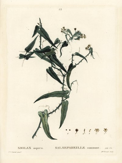 Salsepareille méditerranéenne, Smilax aspera. Gravure en manière de crayon coloriée à la main par Miss Brenet d