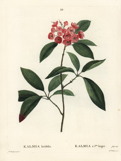 Laurier des montagnes ou buisson calicot, Kalmia latifolia. Gravure en couleur par Miss Rollet d