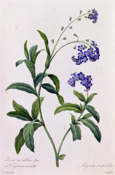 Myosotis Scorpiodes - Pierre Joseph Redouté