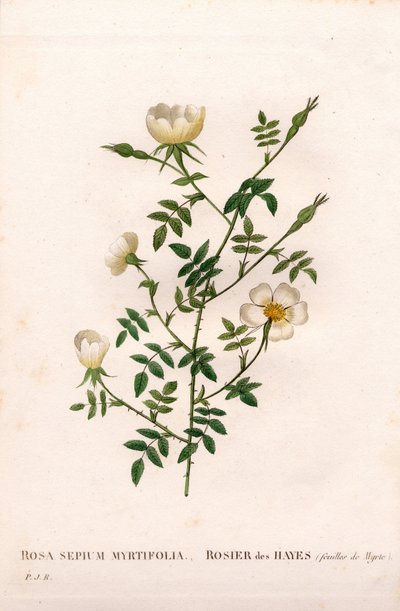 Rose des haies à feuilles de myrte, Rosa aggrestis variété, Rose des haies à feuilles de myrte. Gravure en taille-douce coloriée à la main de Pierre Joseph Redouté « Les Roses », Paris - Pierre Joseph Redouté