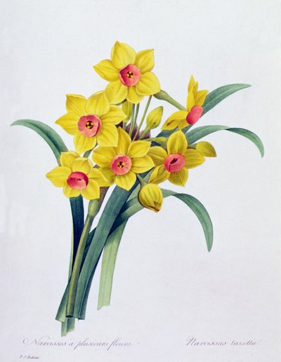 Narcissus Tazetta - Pierre Joseph Redouté