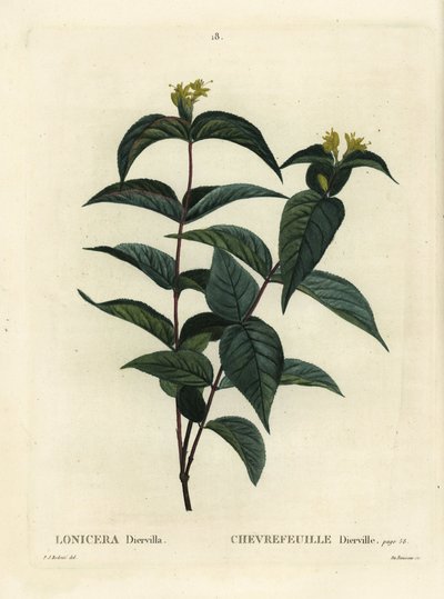 Chèvrefeuille du Nord, Diervilla lonicera (Lonicera diervilla). Gravure en couleur à la main par Du Ruisseau d