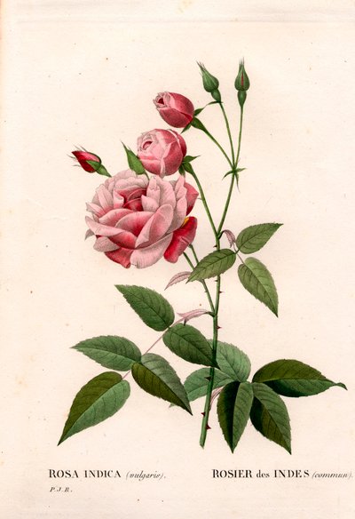 Rose ancienne, Rosa chinensis, Rose indienne commune. Gravure en taille-douce coloriée à la main de Pierre Joseph Redouté « Les Roses », Paris - Pierre Joseph Redouté