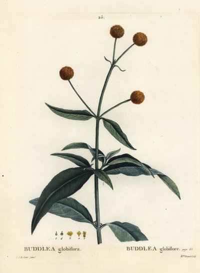Arbre à boules d
