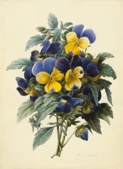 Pensées - Pierre Joseph Redouté