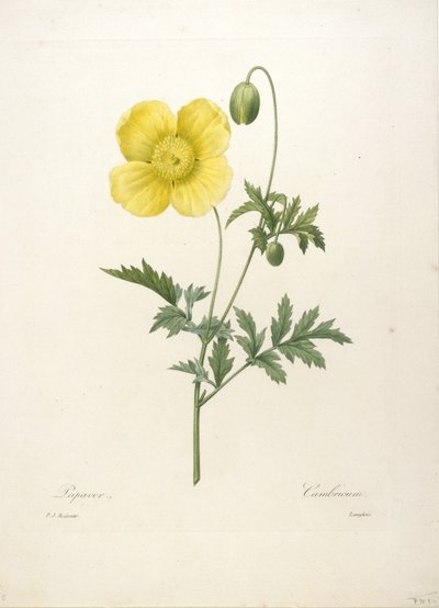 Papaver, du Choix Des Plus Belles Fleurs et des Plus Beaux Fruits, 1827 - Pierre Joseph Redouté