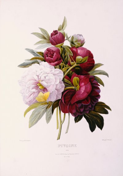 Pivoines, gravées par Prevost - Pierre Joseph Redouté