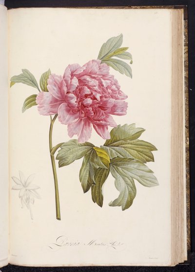 Pivoine, de "Description des Plantes Rares et Cultivées à Malmaison et à Navarre" par Aimé Bonpland, 1812-14 - Pierre Joseph Redouté
