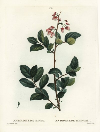 Pieris mariana (Andromeda mariana, Andromède du Maryland). Gravure en stipple colorée à la main par Renard d