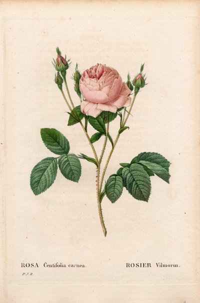 Rose Vilmorin, Rosa centifolia Vilmorin. Gravure au pointillé colorée à la main de Pierre Joseph Redouté « Les Roses », Paris - Pierre Joseph Redouté