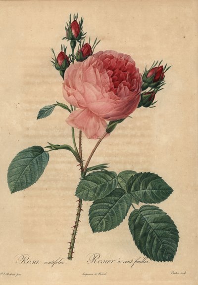 Rose chou rose ou rose de Provence, Rosa centifolia - Pierre Joseph Redouté