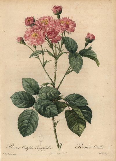 Rose chou à pétales d
