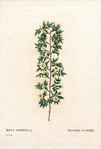 Rose cuspidée, Rosa canina variété. Rose cuspidée, Rosa aciphylla. Gravure en taille-douce coloriée à la main de Pierre Joseph Redouté « Les Roses » - Pierre Joseph Redouté