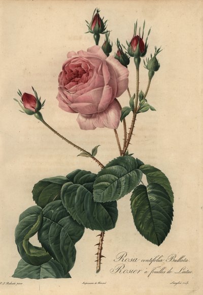 Rose laitue rose Bullata, Rosa centifolia - Pierre Joseph Redouté