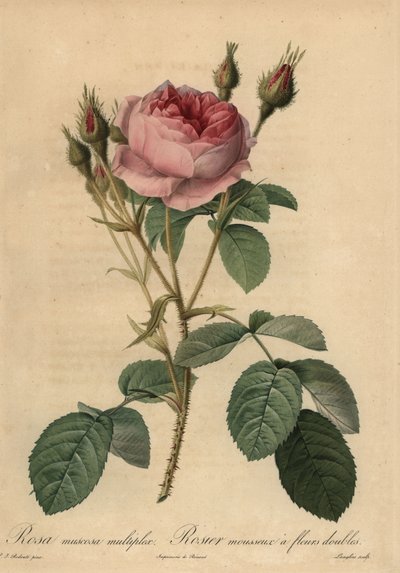 Rose mousseuse rose, Rosa centifolia f. muscosa - Pierre Joseph Redouté