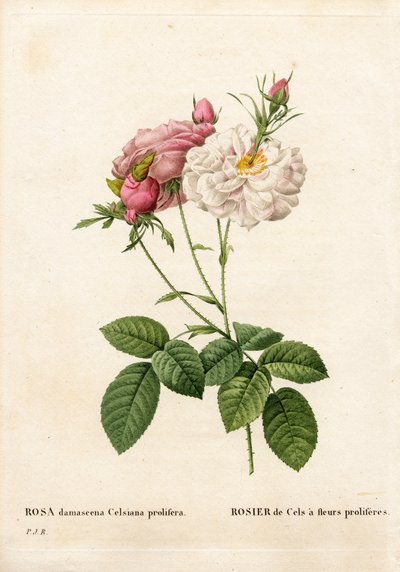 Rose prolifère de Cels, Rosa damascena var. incarnata-maxima, Rose de Cels à fleurs prolifères. Gravure en taille-douce coloriée à la main de Pierre Joseph Redouté « Les Roses », Paris - Pierre Joseph Redouté