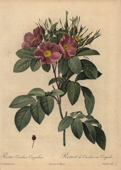 Rose caroline pourpre ou rose des pâturages, Rosa carolina corymbosa - Pierre Joseph Redouté