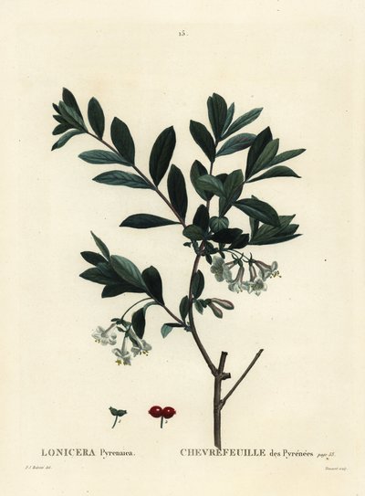 Chèvrefeuille des Pyrénées (Lonicera pyrenaica) - Pierre Joseph Redouté