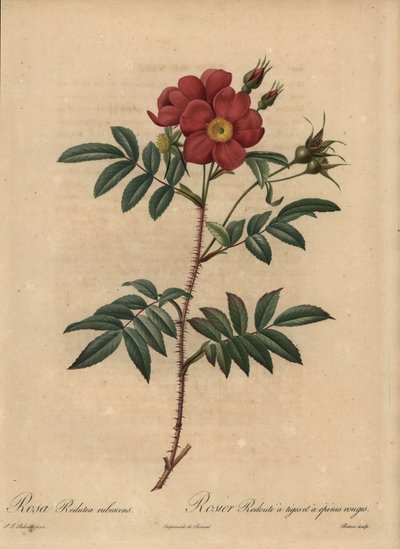 Rose rouge, Rosa - Pierre Joseph Redouté