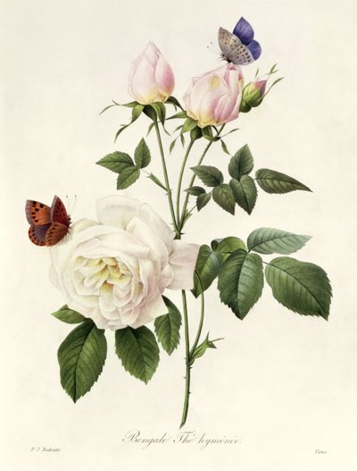 Rosa : Bengale les Hyménées, de 