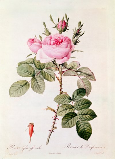 Rosa Bifera Officinalis, de 