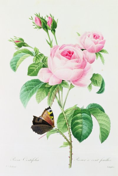 Rosa Centifolia - Pierre Joseph Redouté