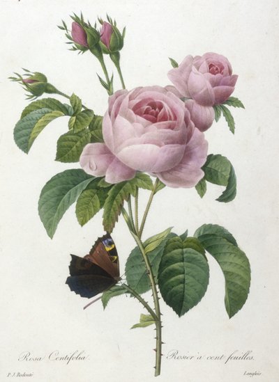 Rosa Centifolia, Rosier à cent feuilles, du Choix Des Plus Belles Fleurs et des Plus Beaux Fruits, 1827 - Pierre Joseph Redouté