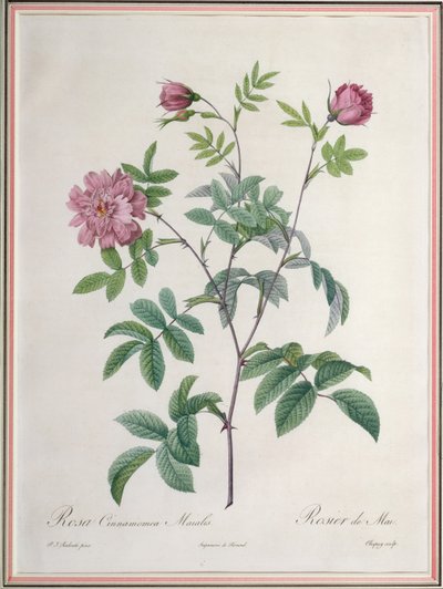 Rosa Cinnamomea Maialis, gravé par Chapuy, publié par Remond - Pierre Joseph Redouté
