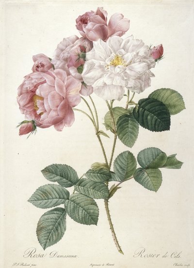 Rosa Damascena, Rosier de Cels, du Les Roses, 1817-24 - Pierre Joseph Redouté