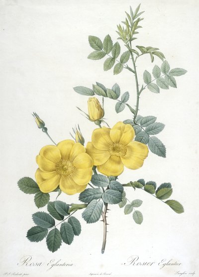 Rosa Eglanteria, Rosier Eglantier, du Les Roses, 1817-24 - Pierre Joseph Redouté